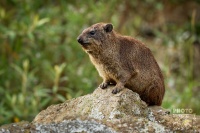 Daman skalni - Procavia capensis - Rock Hyrax o0556